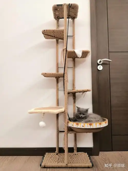 经费有限,只能买便宜的花架制作猫爬架,现在安排妥当,开心 .