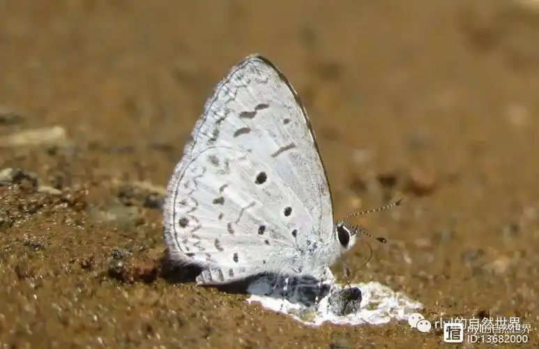 【rlyl物种说】今日--靛色琉灰蝶(common hedge blue)