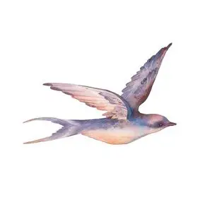 燕子鸟. 手绘飞春鸟隔离在白色背景上. 野生生命水彩画照片