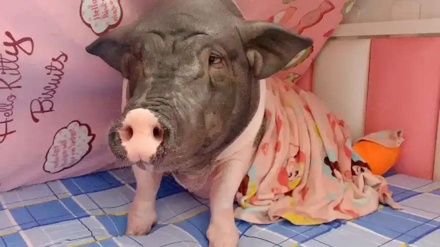 【宠物猪】可给她冷着了