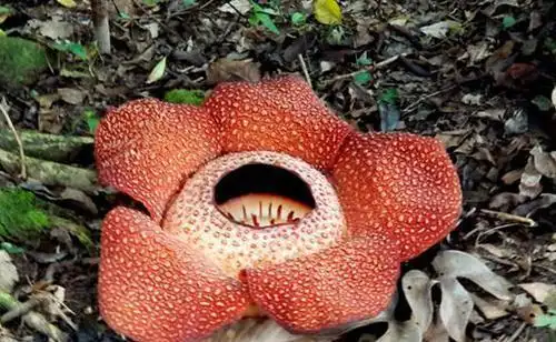 实拍最真实的食人花图片,吞噬猎物吐出骸骨(超吓人)