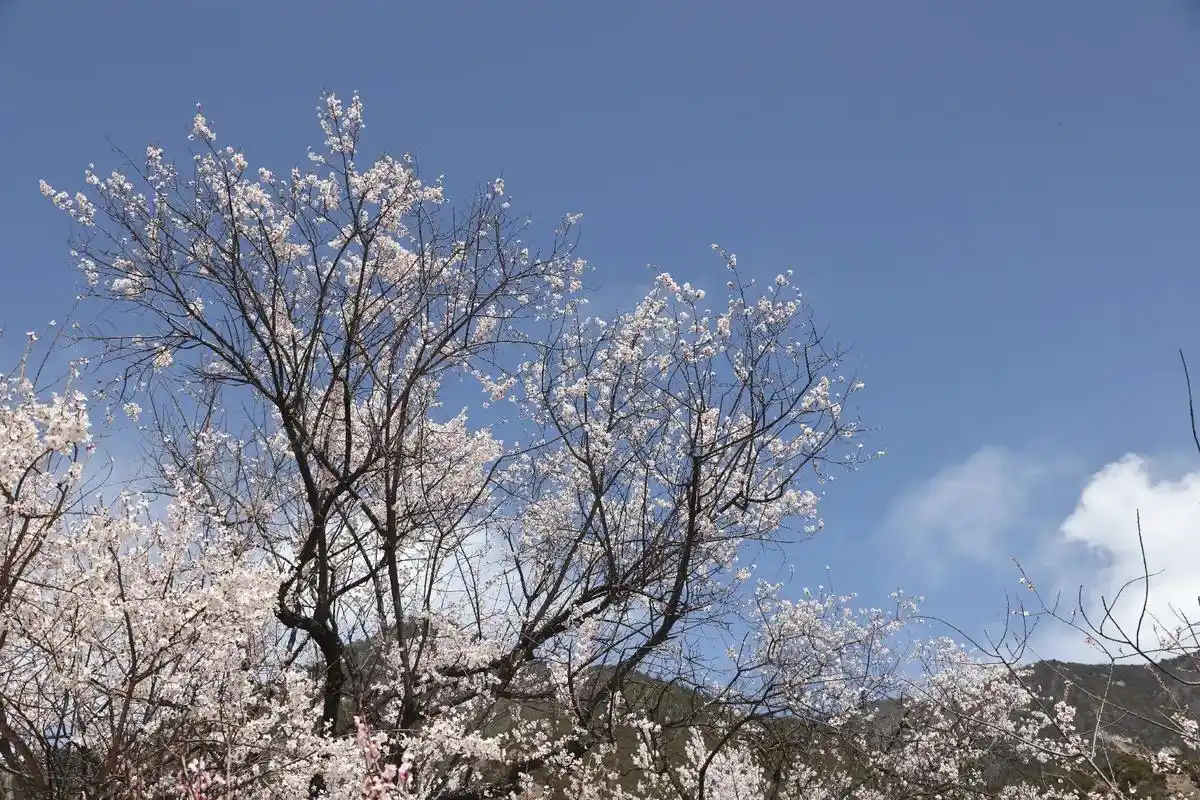 西藏林芝嘎拉村的1200多棵百年以上树龄的桃树开花了,绽放出 - 抖音