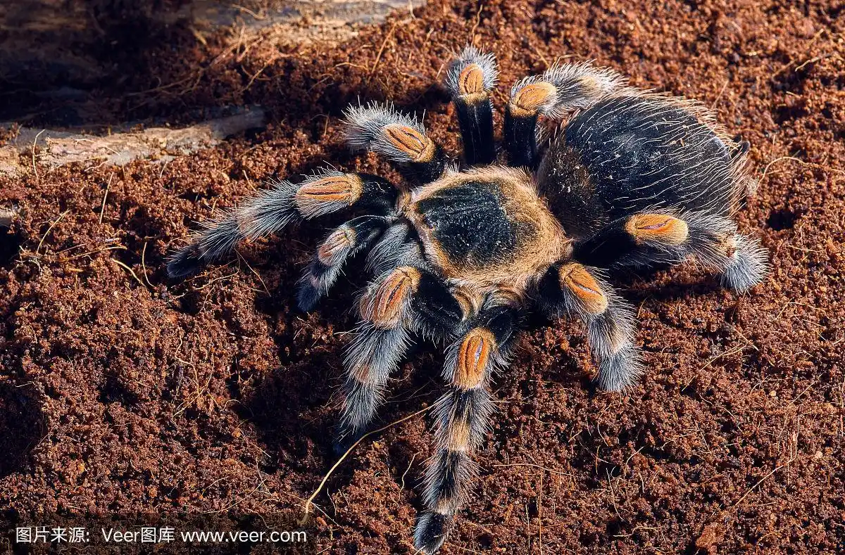 墨西哥红膝狼蛛