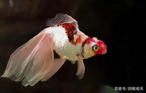 绒球金鱼的源流:文种绒球,蛋种绒球,望天绒球,珍珠绒球