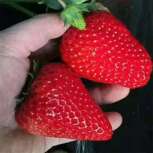 丹东99大叶红颜草莓苗果实膨大期日常管理