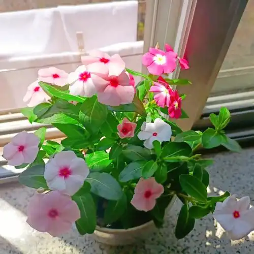 长春花它的别名叫天天开开不败小爆盆