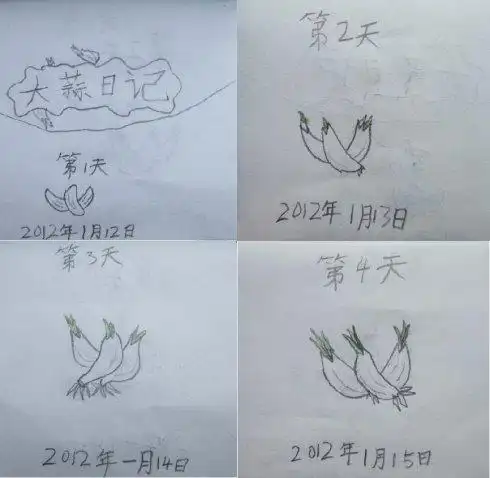 《大蒜日记》——手绘蒜苗生长过程(图后附文字记录)大蒜的儿童简笔画
