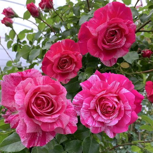 伊蕾斯特爬藤月季母本大苗庭院多季蔷薇花苗时令草本花卉