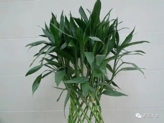 客厅里养花,就养这六种,招财镇宅好兆头,还越养越值钱!