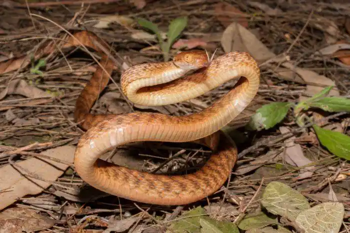 brown tree snake