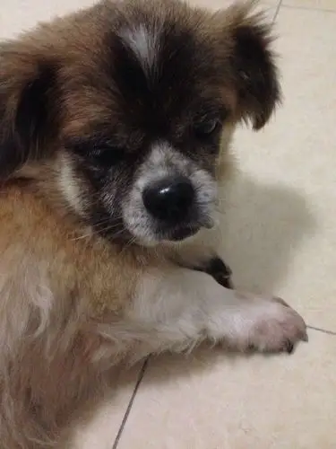 京巴或者是京巴串串 ,年龄13,今天发现它的左脸肿了,在眼睛下面,左