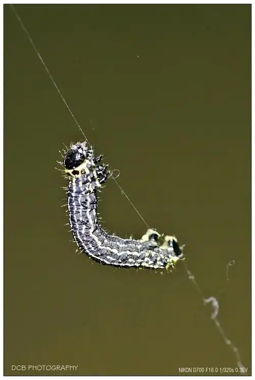 丝棉木金星尺蛾