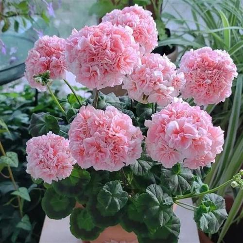 重瓣天竺葵盆栽花苗大花四季开花洋绣球苗室内阳台好养的绿植花卉