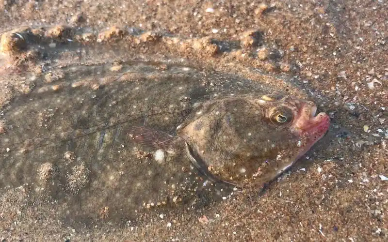 小斗赶海抓到大个头沙板鱼,在海边渔民都当成宝,这下赚了!