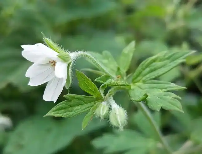 佳佳识花26老鹳草