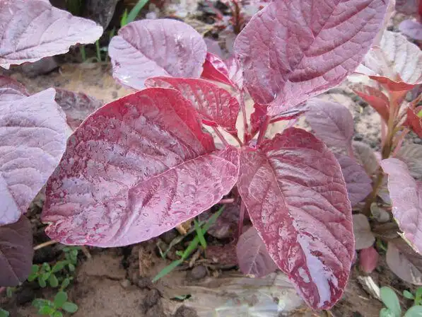 请问一下这叫什么菜?能告诉我一下吗?