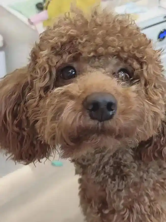 把泰迪养到7岁,有566种病不得不防!