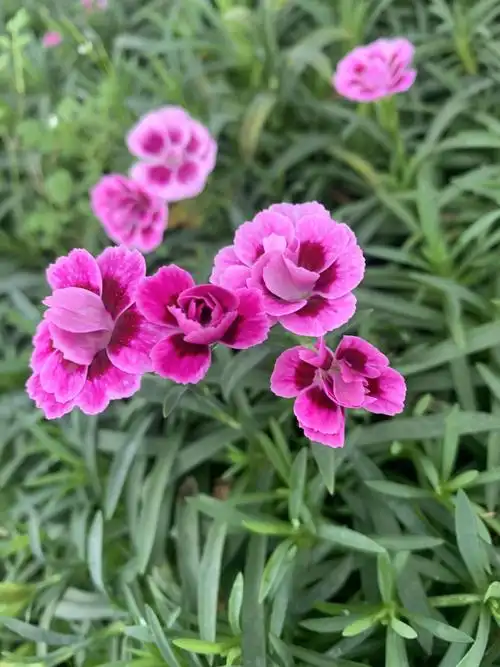 欧石竹初吻盆栽花苗地被绿植庭院草坪d7 初吻1盆 含