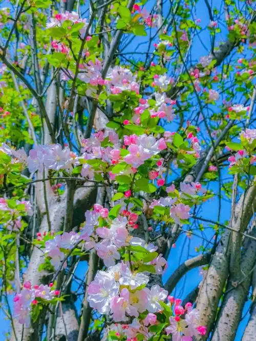 单恋,美丽,娴静#手机摄影  #春天去赏花#审美  #西府海棠