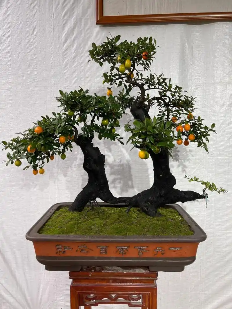 金弹子盆景 一本过桥母桩,金弹子盆景.嫁接血红果