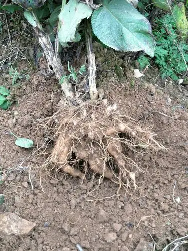 一口刀中药材基本情况