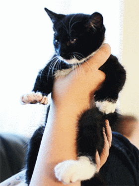 搞笑gif: 看在我双马尾的份上, 希望我能成为你的女朋友