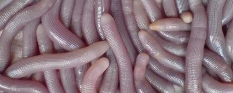 沙虫生吃可不可以沙虫有什么营养价值