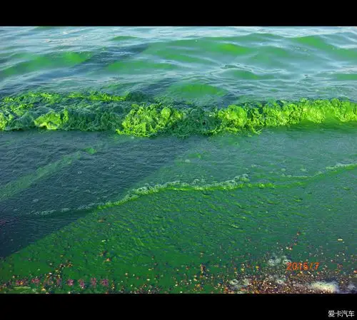 可惜我们来的时候,呼伦湖被蓝藻污染,近观湖水如绿油漆一般浑浊.