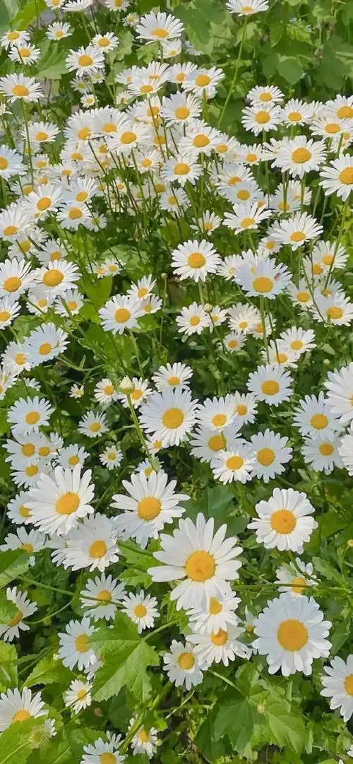 雏菊的花语是纯洁而美好的爱,寓意着永远开心,快乐