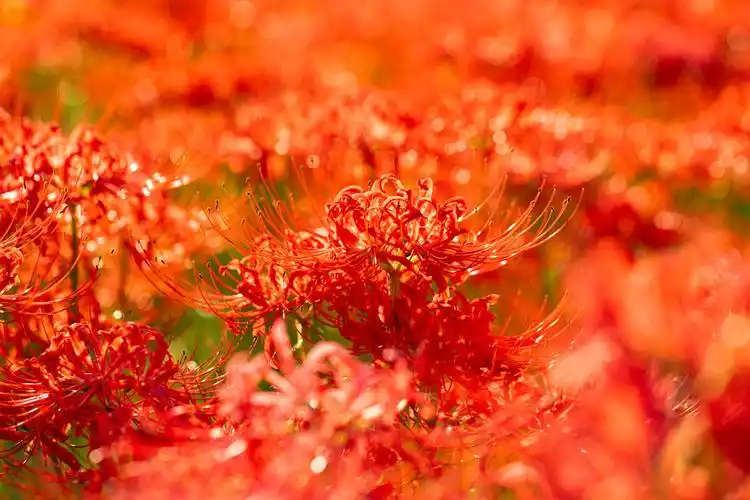 原图8k超清曼珠沙华故事凄美花叶永不相见又叫彼岸花