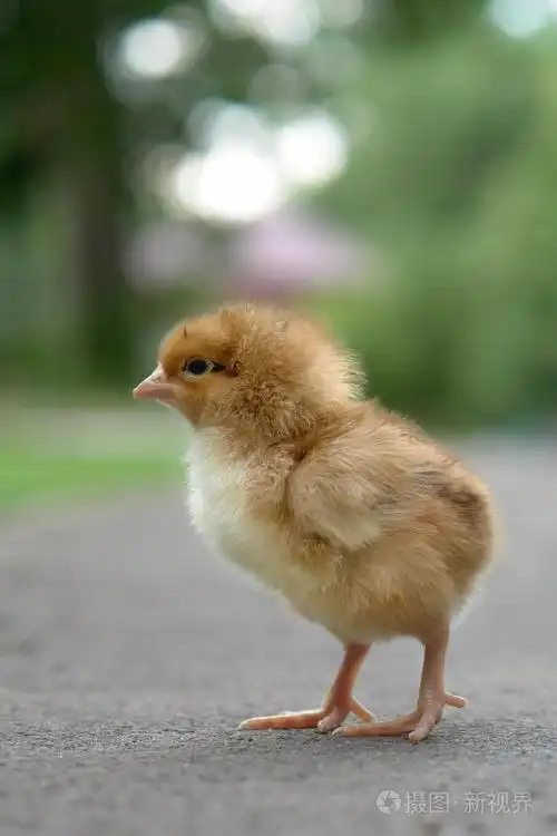 合同问题/查看作者其他作品查看更多>小鸡小鸡小鸡小鸡小鸡小鸡小鸡