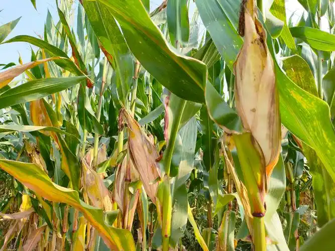 又是一年好丰景寿光67万亩玉米收获近八成