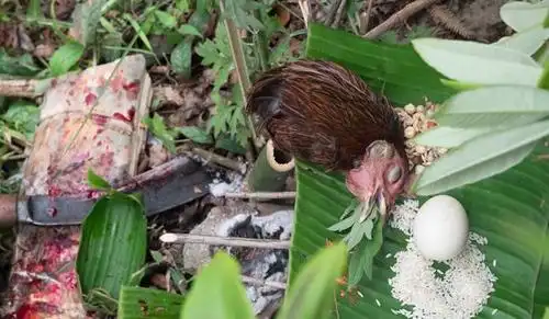 尼泊尔最后的采蜜人