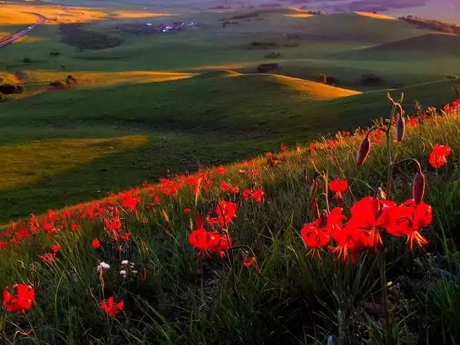 坝上草原,野花盛开的季节