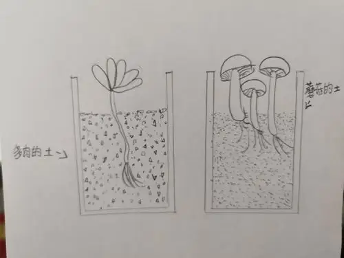 巧嫂农庄,感受植物生长的轨迹————空港小学二年级社会大课堂