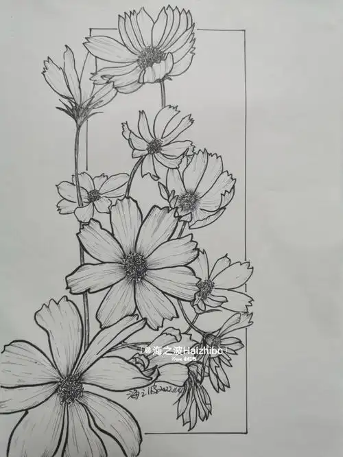 写生59格桑花含过程