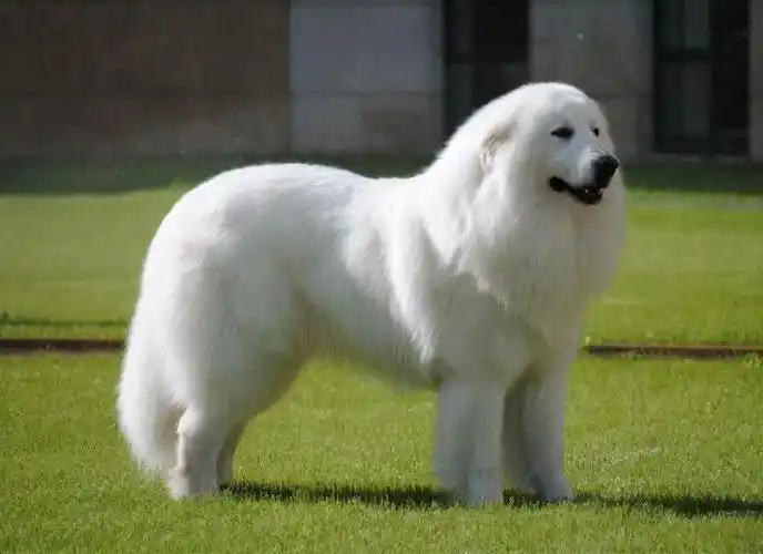 世界名犬图(世界上最美丽的15种狗)