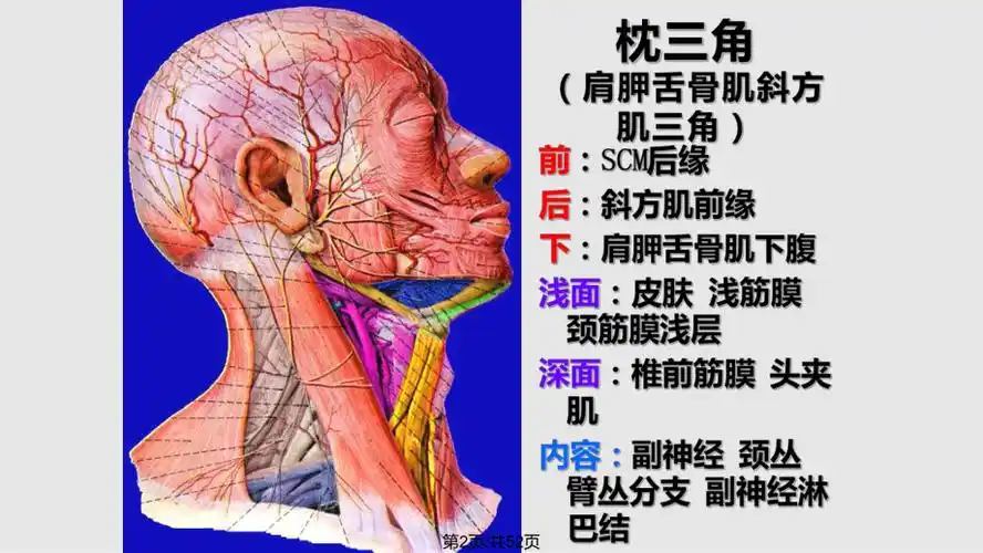 解剖之颈根与颈后三角ppt课件_第2页