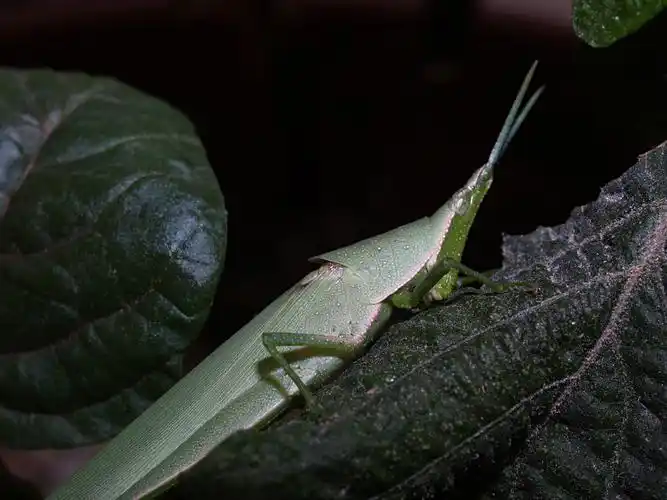 吃紫苏叶的草蜢