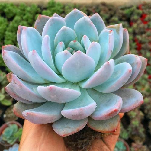 心灵花卉 芙蓉雪莲多肉植物防辐射盆栽花卉创意萌肉绿植 新手正品