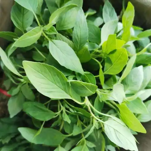 河南大叶荆芥菜新鲜荆芥带根新鲜蔬菜调味菜凉拌菜新鲜两斤装