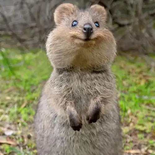 澳大利亚有哪些独具特色的动物(澳大利亚有哪些特有的动物) - 趣味