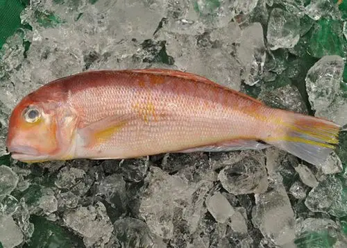 海南餐桌常见的海鱼品种你吃过哪些