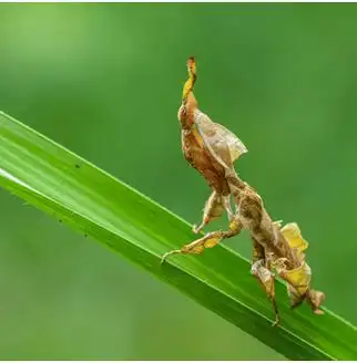 "异宠"知多少丨"伪装大师"螳螂