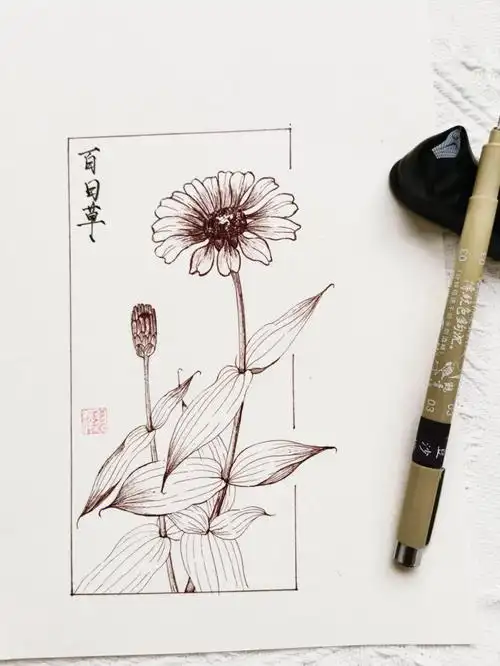 每日一画植物速写百日草