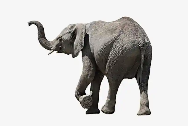 大象雄伟背影的大笨象