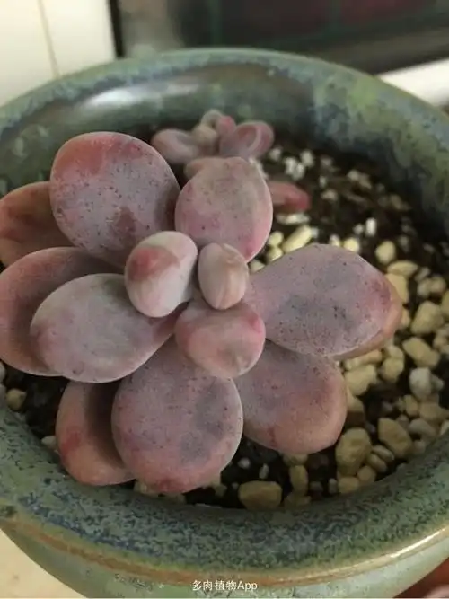 桃蛋黑斑怎么办啊