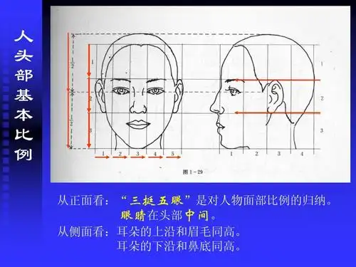眼睛在头部中间. 从侧面看:耳朵的上沿和眉毛同高.