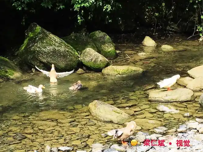 夏日里,乡村的小溪上,鸭子结伴戏水