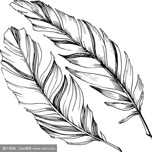 鸟羽毛从翅膀孤立孤立